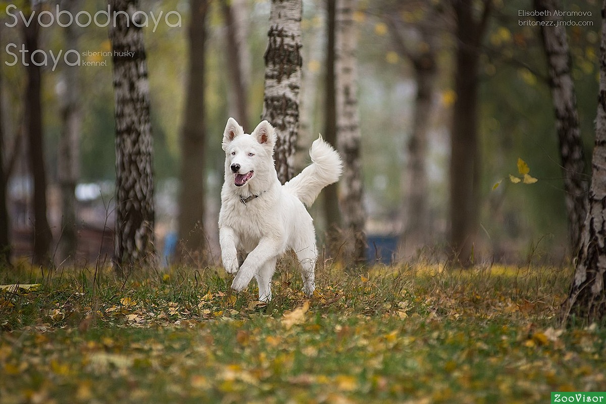   - SVOBODNAYA STAYA DALANTAI