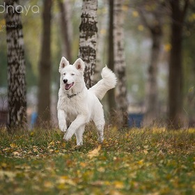   - SVOBODNAYA STAYA DALANTAI